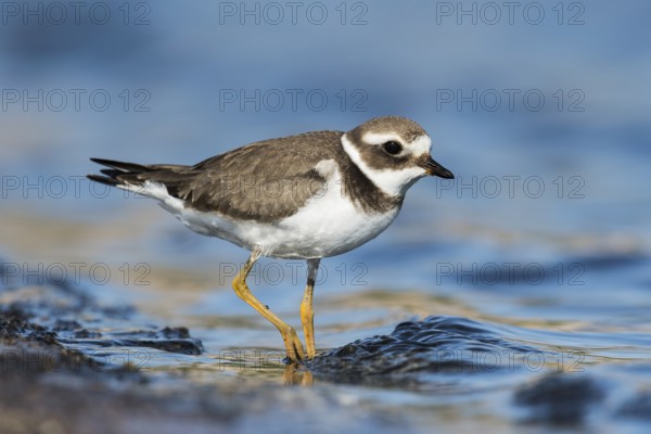 Common Ringed Plover (Charadrius hiaticula), Eilat, Israel