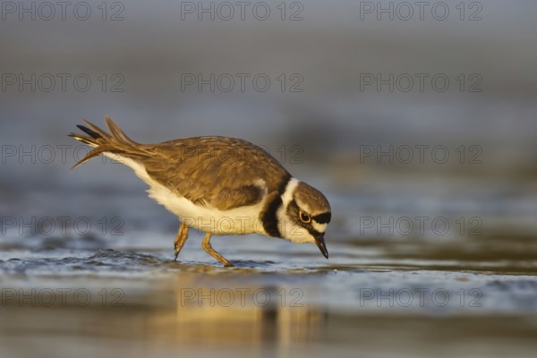 Little Ringed Plover (Charadrius dubius) male foraging, North Rhine-Westphalia, Germany