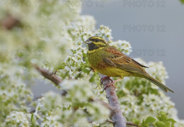 Cirl Bunting (Emberiza cirlus) male perched on a branch, Rhineland-Palatinate, Germany