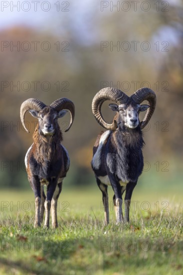 European mouflons (Ovis aries musimon, Ovis gmelini musimon) two rams, males with big horns in grassland at forest edge in autumn, fall