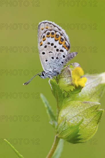 Argus Blue, (Plebejus argus), animals, insects, butterflies, butterfly, butterflies, lateral, Lentiira, Lentiira Kuhmo, Finland