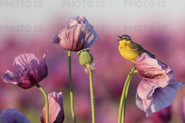 Wiesenschafstelze im Mohnfeld