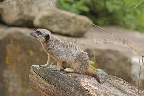 Meerkat (Suricata suricatta), captive