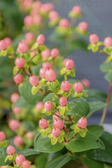 St John's wort (Hypericum MIRACLE® BLOSSOM), Merkel family, Germany