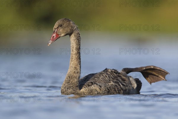 Black Swan (Cygnus atratus) juvenile stretching leg, Victoria, Australia