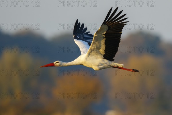 White Stork (Ciconia ciconia) flying, North Rhine-Westphalia, Germany