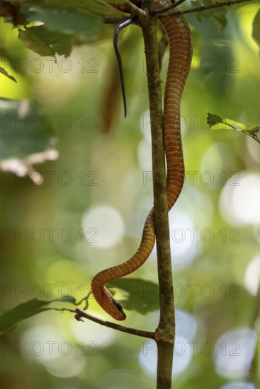 American whipsnake (Mastigodryas melanolomus), snake slithering on a branch, in the rainforest, Corcovado National Park, Osa, Puntarena Province, Costa Rica