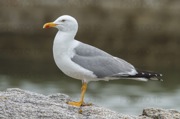 Yellow-legged Gull (Larus michahellis), adult on stone shore, Galicia, Spain