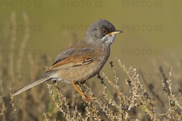 Spectacled Warbler (Sylvia conspicillata) male, Spain