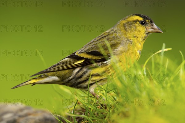 A vibrant Eurasian Siskin, Spinus spinus, stands out against a vivid green background, showcasing its detailed yellow and black plumage while perching in lush grass