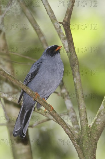 Black-faced Solitaire (Myadestes melanops), Costa Rica