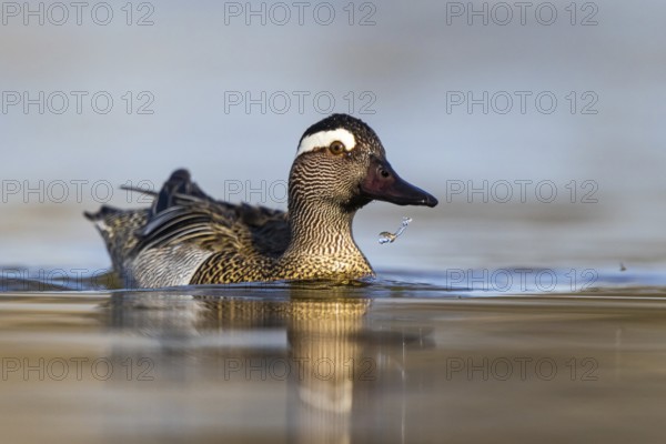 Garganey (Spatula querquedula) male, North Rhine-Westphalia, Germany