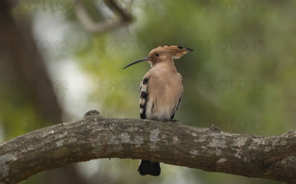 Eurasian hoopoe or common hoopoe (Upupa epops) on a tree branch, Sreepur, Gazipur, Bangladesh