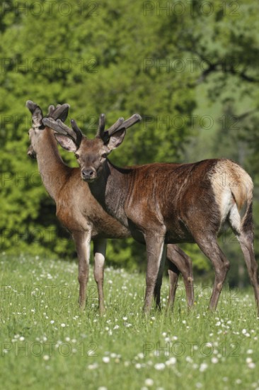 Red deer (Cervus elaphus) deer with velvet antlers secure in a mountain meadow, Allgäu, Bavaria, Germany