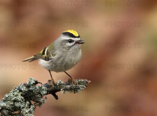 Golden-crowned Kinglet, Regulus satrapa, perched on a branch in Autumn, in Saskatoon, Saskatchewan