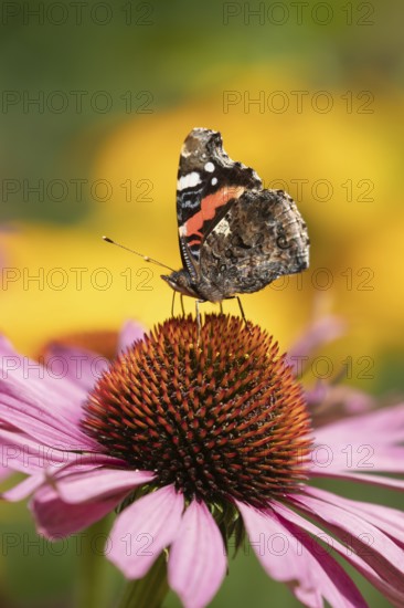 Red admiral butterfly (Vanessa atalanta) adult insect feeding on garden Cone flower (Echinacea purpurea) flowers in summer, England, United Kingdom