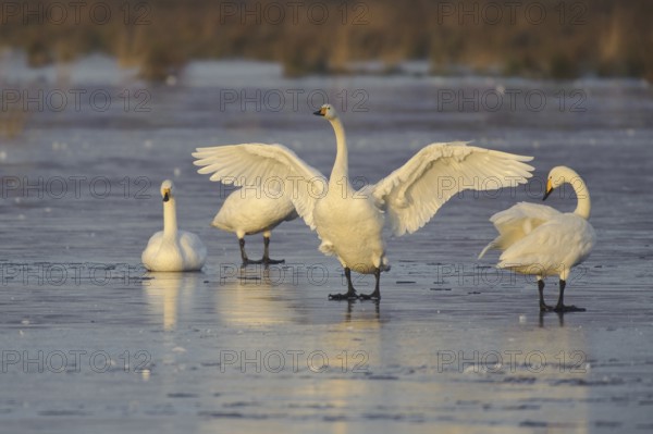 Whooper Swan (Cygnus cygnus), Lower Saxony, Germany