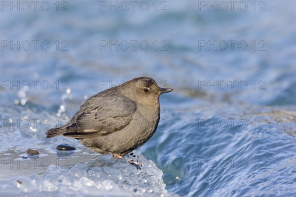 American Dipper Cinclus mexicanus Soldatna, Kenai Peninsula, ALASKA, United States March Adult Cinclidae