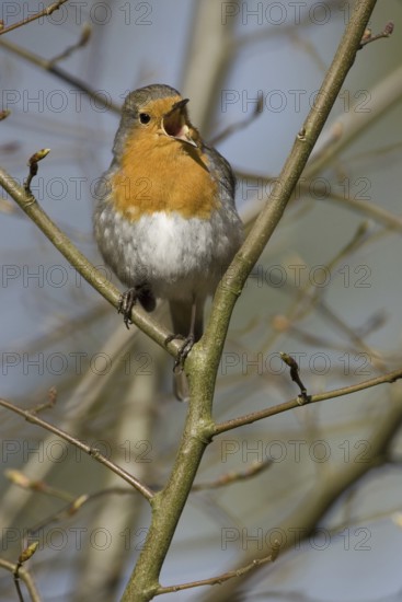 European Robin (Erithacus rubecula) singing, North Rhine-Westphalia, Germany