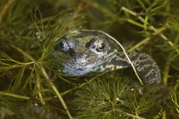 Common frog (Rana temporaria) adult amphibian on the water surface of a garden pond amongst pond weed in summer, Suffolk, England, United KIngdom