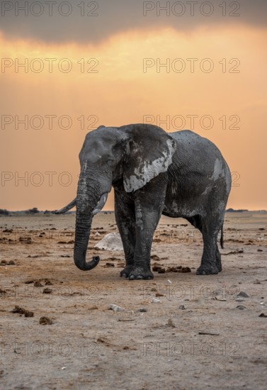 African elephant (Loxodonta africana), elephant at sunset, Nxai Pan National Park, Botswana Botswana