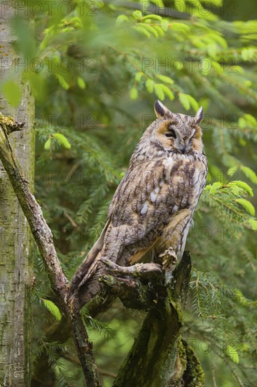 One long-eared owl (Asio otus), sitting on a branch of a tree, between green leaves