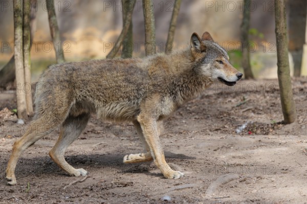A Eurasian gray wolf (Canis lupus lupus) runs across a dry forest floor. Transylvania, Romania