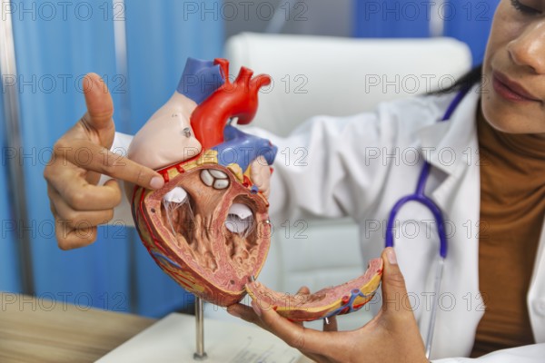 A medical professional demonstrates the intricate details of human heart anatomy using a detailed heart model. The doctor points to specific areas, explaining functions and structures