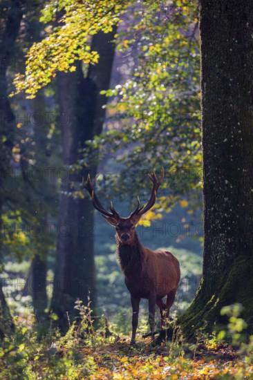 A Red Deer stag (Cervus elaphus) stands in a forest