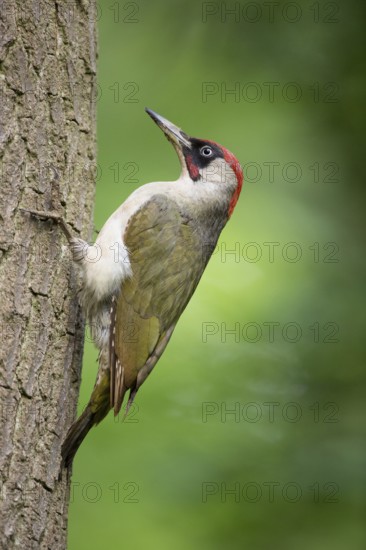 European Green Woodpecker (Picus viridis) male at breeding cavity, Rhineland-Palatinate, Germany