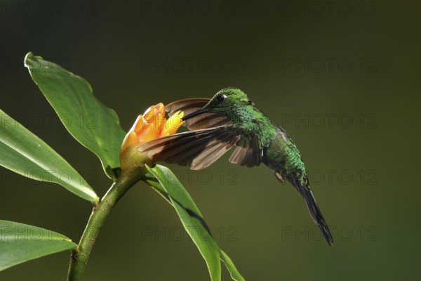 Green-crowned Brilliant (Heliodoxa jacula) female flying while feeding at a flower, Bosque de Paz, Costa Rica