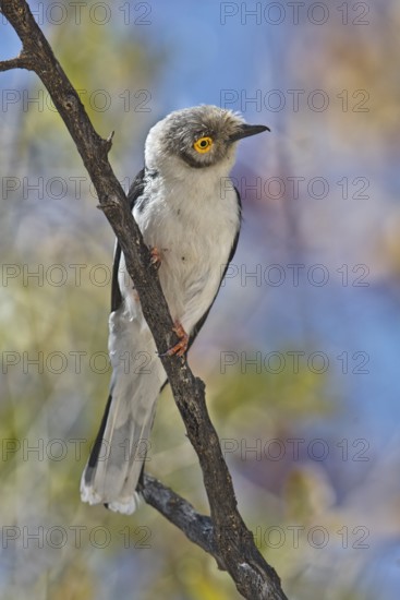 White-crested Helmetshrike (Prionops plumatus) perched on a branch, Etosha, Namibia