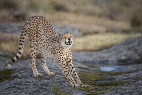 Cheetah (Acinonyx jubatus) captive, female stretching, Castile-La Mancha, Spain