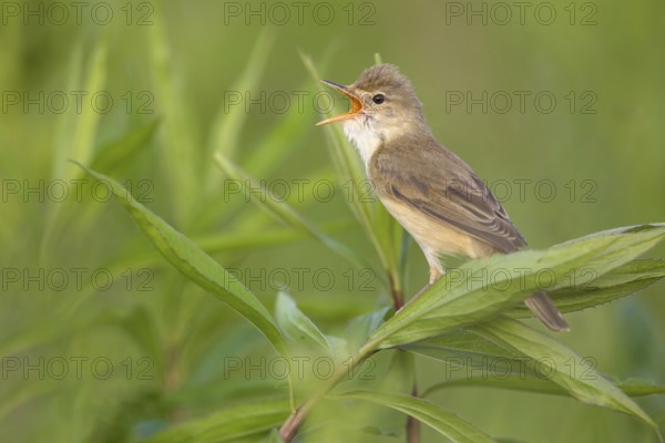 Marsh Warbler (Acrocephalus palustris) male singing, Poland