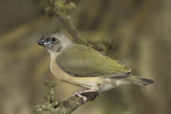 Gouldian Finch (Erythrura gouldiae) juvenile