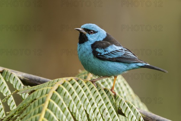 Blue Dacnis (Dacnis cayana) perched on a branch in the Atlantic Rainforest Region of Brazil