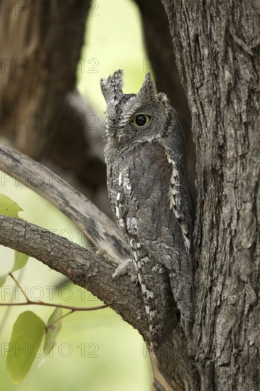 Afrikaanse Dwergooruil, African Scops-Owl, Otus senegalensis