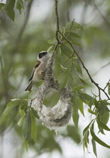 Eurasian Penduline Tit (Remiz pendulinus) male, Brandenburg, Germany
