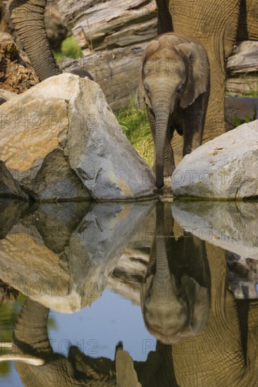 Adult female African elephant (Loxodonta africana) with 4 month old baby at a water hole, with reflection of elephants