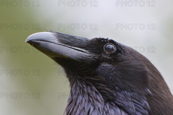 Close-up of a raven with a distinctive beak and shiny black plumage, common raven (Corvus corax), Hesse, Germany