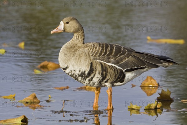 Greater White-fronted Goose (Anser albifrons), British Columbia, Canada