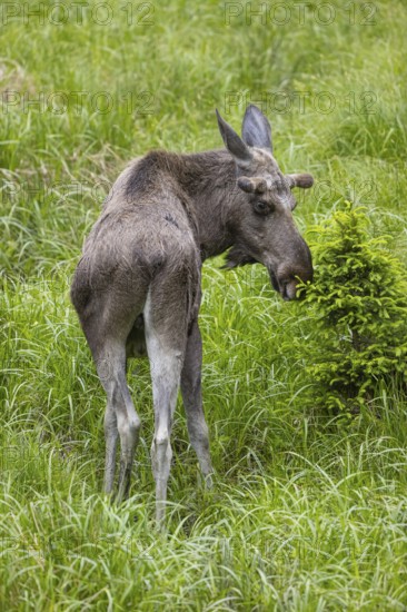 One adult male moose or elk, Alces alces, grazing on a meadow with tall fresh green grass, eats away the fresh fir shoots