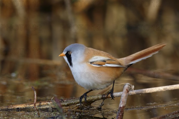 Bearded Reedling (Panurus biarmicus) male foraging in reedbed, Mecklenburg-Western, Pomerania, Germany