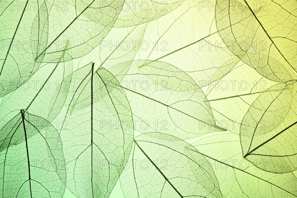 Beautiful image showcasing intricate leaf skeleton textures overlaying a green gradient background. The delicate patterns and natural colors create a serene and organic feel