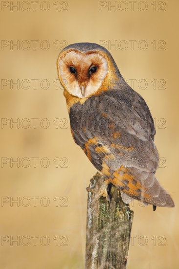 Owl on tree trunk in meadow. Barn owl, Tito alba, nice bird sitting on stone fence, evenig light, nice blurred light green the background, animal in the habitat, United Kingdom. Wildlife nature