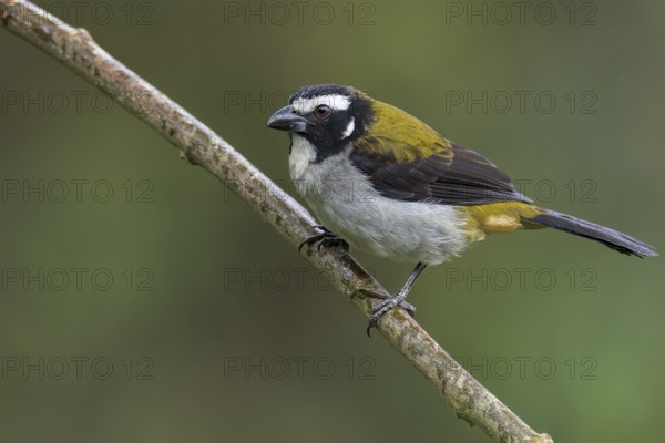 Black-winged Saltator (Saltator atripennis) perched on a branch in Colombia, South America