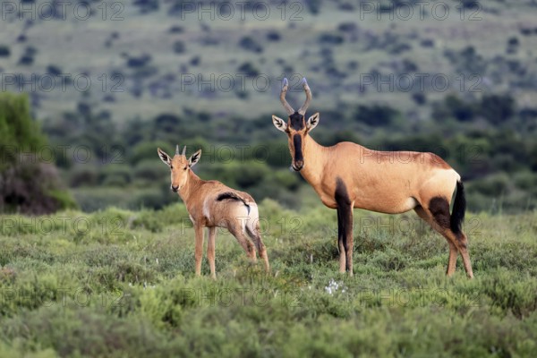 Red hartebeest (Alcelaphus buselaphus caama), kaama, adult, female, mother, young, social behaviour, alert, Mountain Zebra National Park, Eastern Cape, South Africa
