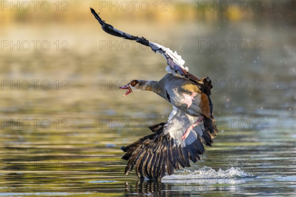 Egyptian goose (Alopochen aegyptiaca) aggressively attacking other seabirds on a lake, invasive species, Bavaria, Germany