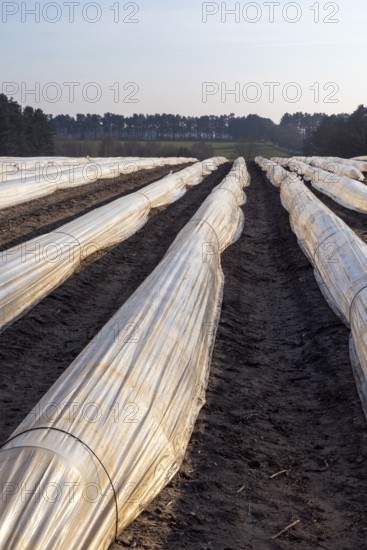 Polythene cloche polytunnels crop protection from frost running acros a field, Wantisen, Suffolk, England, UK