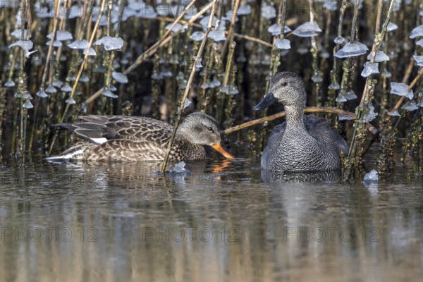 Gadwall (Mareca strepera) pair, Mecklenburg-Western Pomerania, Germany